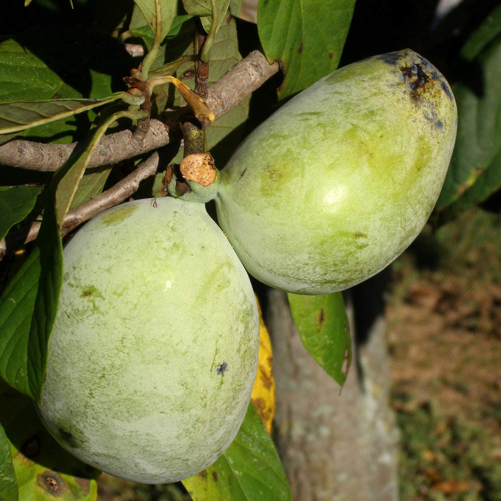 Amazon.co.jp: ITANSE ピーターソン ポポー2年生接木苗/5号