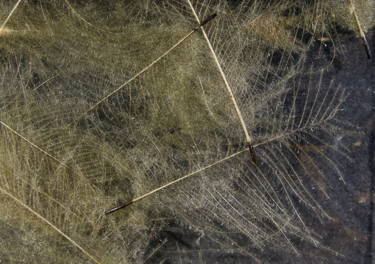 Pechetruite 1g - CDC (Cul de Canard) Feathers - OLIVE BROWN - For fly tying