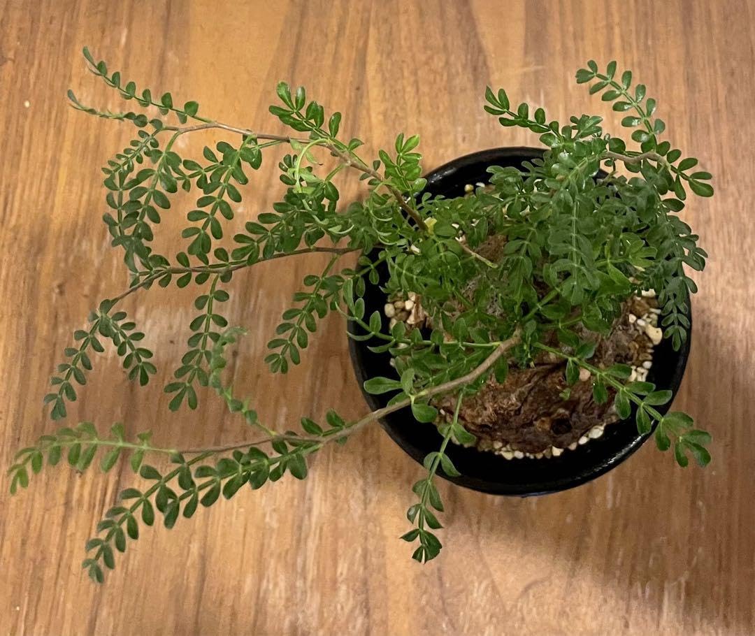 Amazon.co.jp: オペルクリカリア パキプス 発根済 丸型良型 塊根植物  