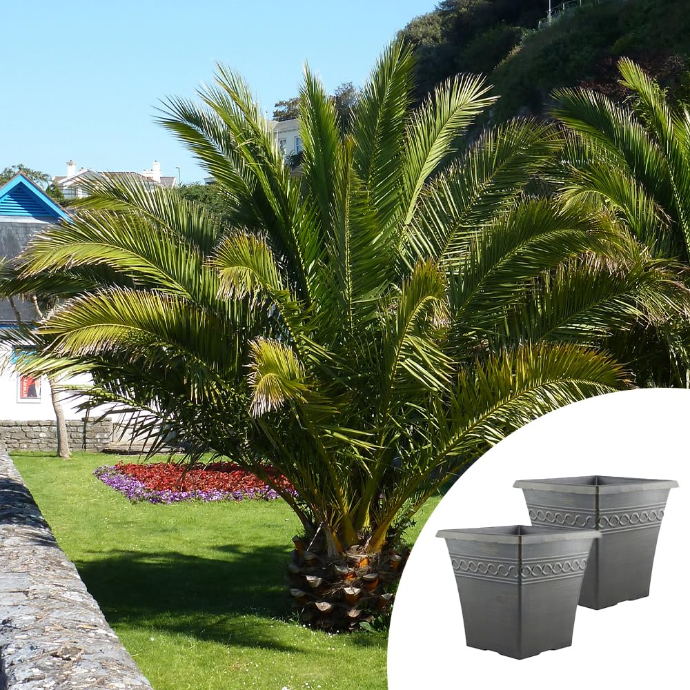 Yougarden Green Phoenix Canariensis Palm Trees, Pair Of Established Plants In 14Cm Pots, 55-75Cm Tall, With Two Infinity Black Brushed Planters, Ever And Ready To Plant