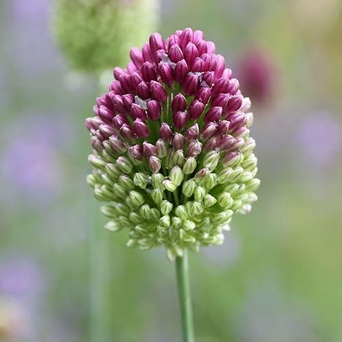 Drumstick Allium - Perennial Allium Drumstick Bulbs (Allium Sphaerocephalon) for