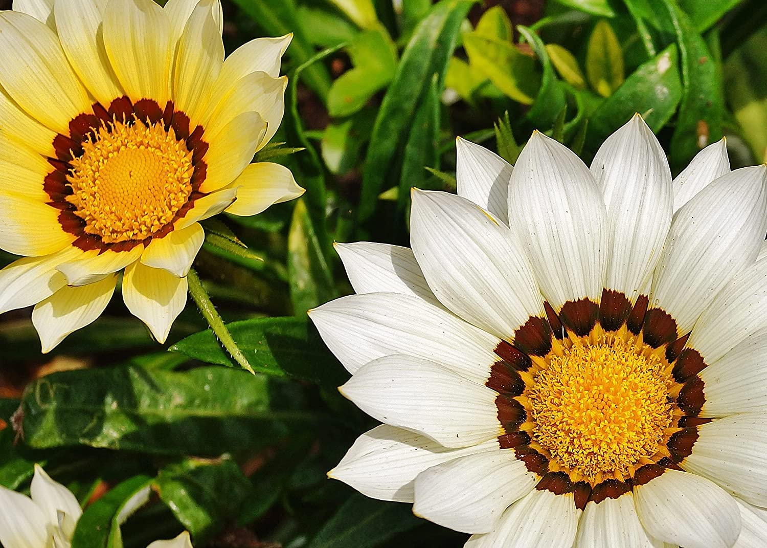 AYWAL Gazania Sunshine Mixed Flower Seeds F1 Hybrid Seeds (30 Seeds in Packet) G39-image-5