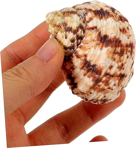 Miniatura 3 de LIFKOME 24 Pcs Natural Conch Shells for Decorating Sea Shells Small Wedding Decor DIY Shell Conch DIY Miniature Conch Ornament Vase Seashells for
