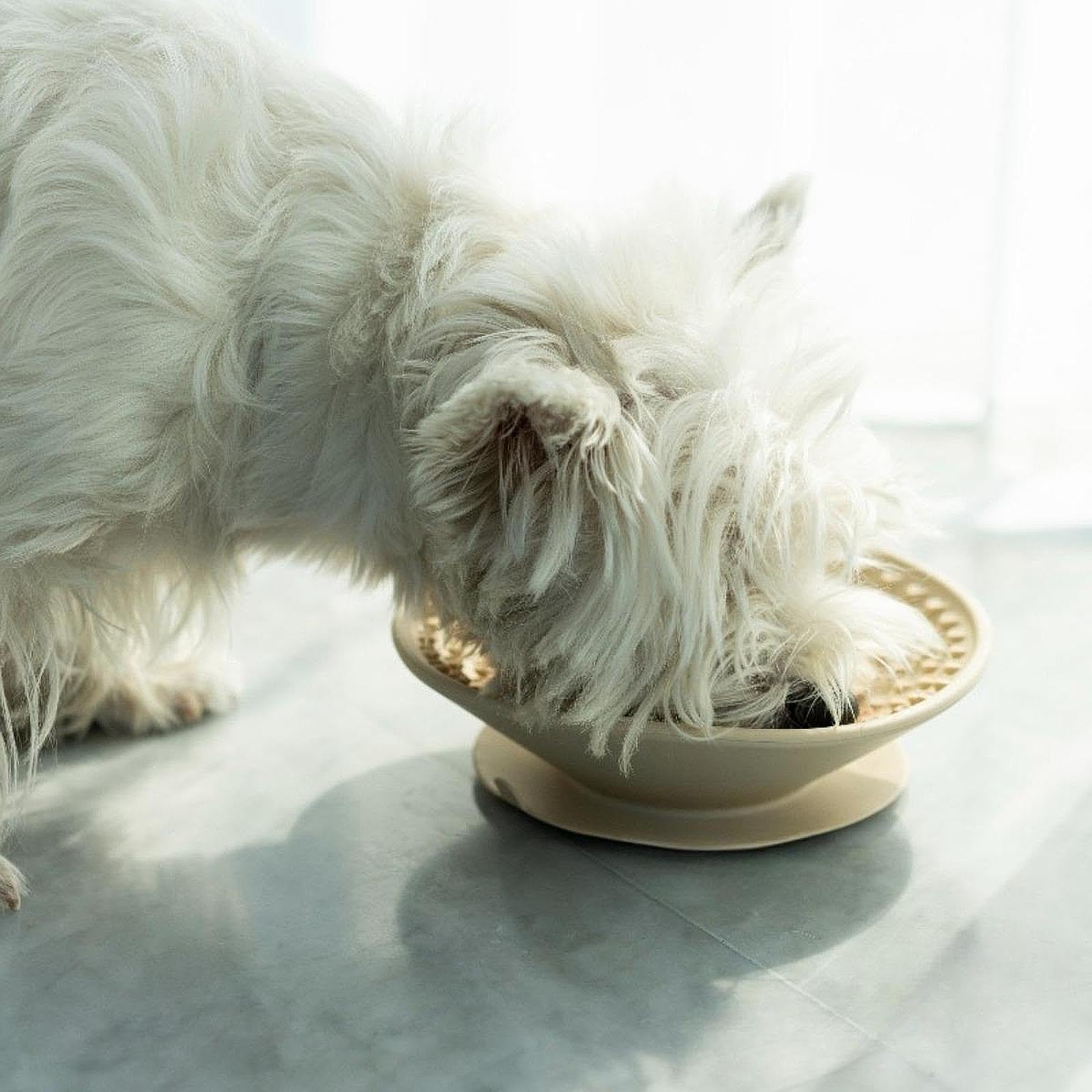 F Fityle Gamelle Chien Gamelle Léchage Chien Gamelle Anti Glouton Gamelle Distributeur Friandises Silicone Antidérapant Favorise Alimentation Lente Base Arrond, Beige