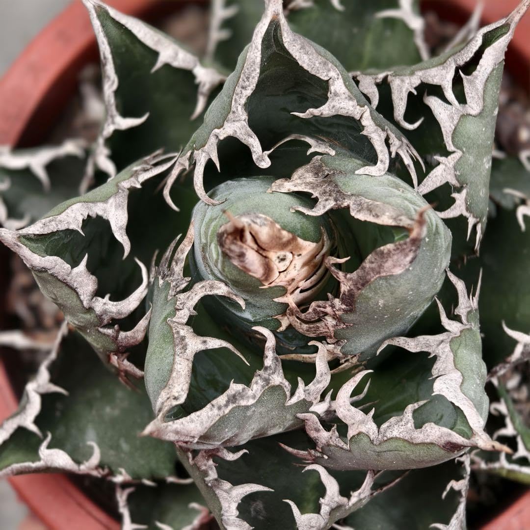 アガベ チタノタ　親株　BAKEMONO 悪魔くん　鉢付き Amazon.co.jp: 26 多肉植物 アガベ チタノタ 悪魔くん BAKEMONO 強棘