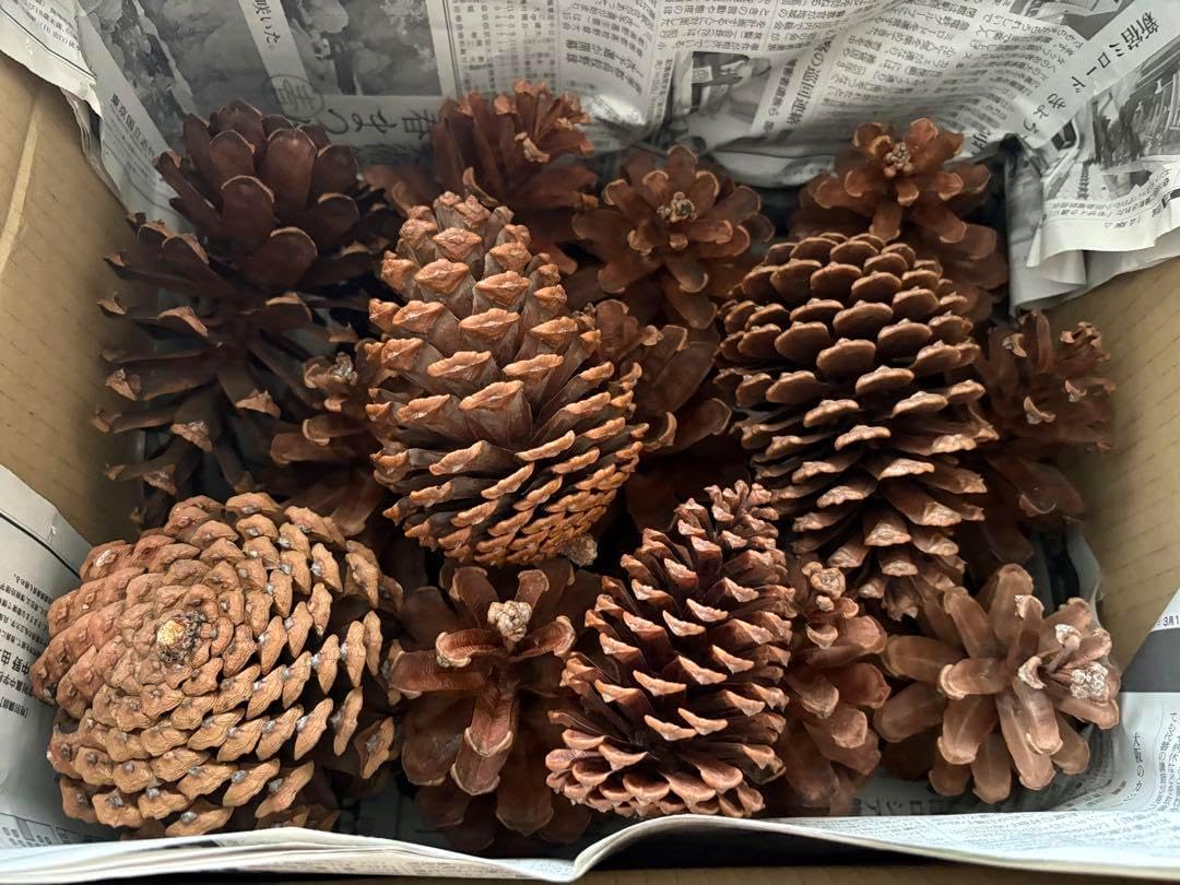 mt～様ご注文商品やすの松ぼっくり大量14㎝ 巨大松ぼっくり14個セット mt～様ご注文商品やすの松ぼっくり大量14㎝