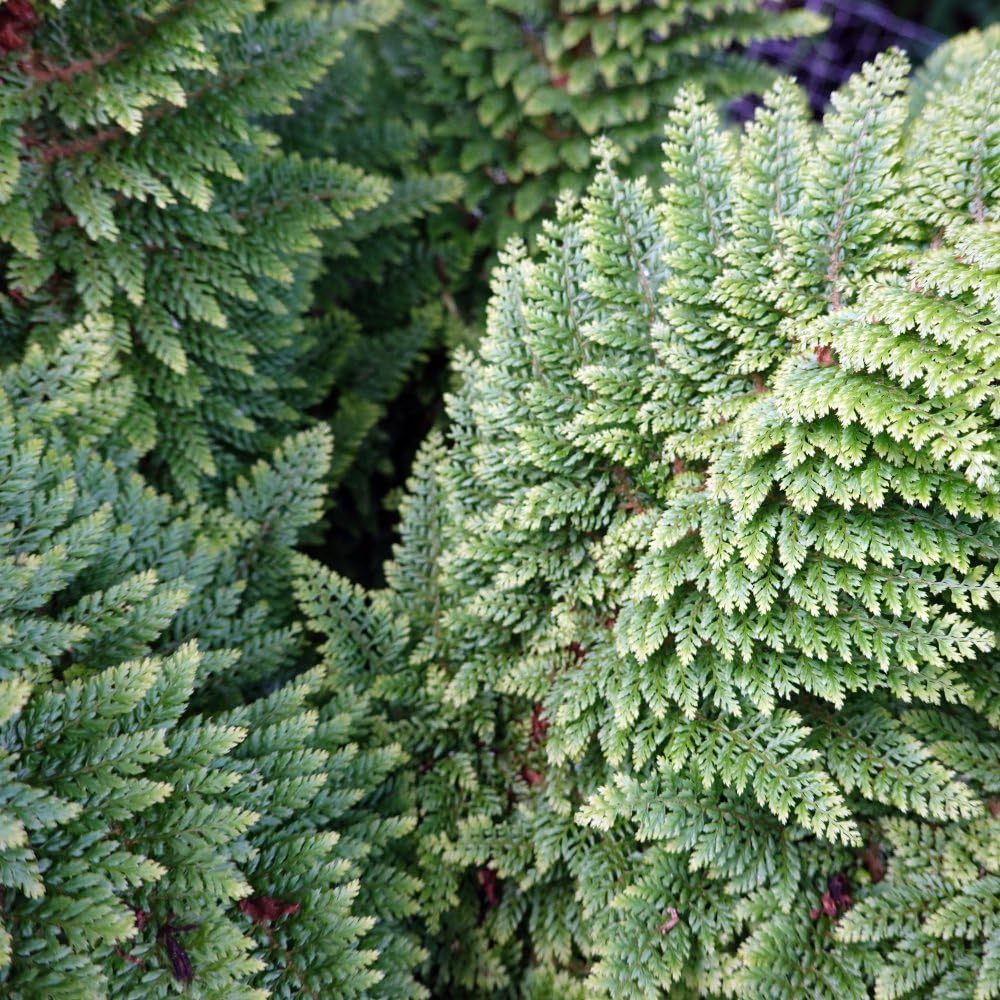 Polystichum Setiferum 'Plumosum Densum - Hardy Evergreen Fern for Shady Borders 9cm Pot x 3 by Thompson & Morgan
