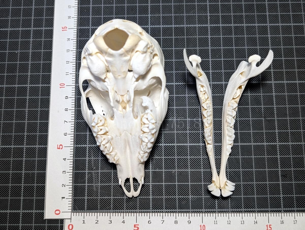 鹿胎児の頭骨 雄 オス シカ インテリア スカル トロフィー 骨格標本