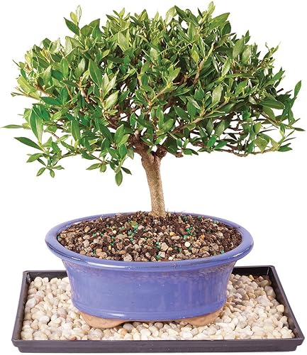 Brussel's Live Gardenia - Árbol bonsái para exteriores, 7 años de edad; 8 a 10 pulgadas de alto con recipiente decorativo, bandeja de humedad y roca