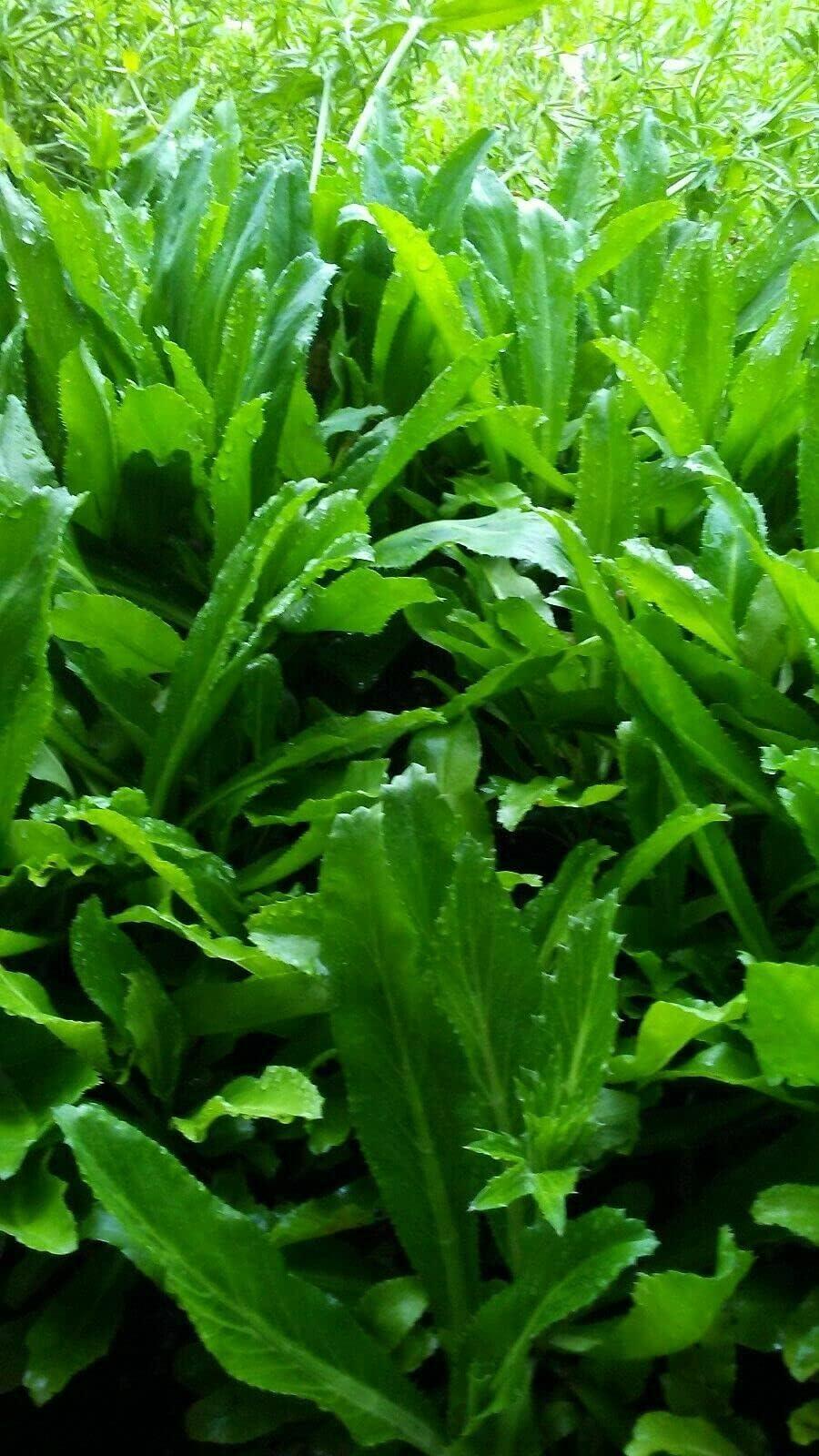 2 NGO GAI Culantro Eryngium foetidum herb Plant Recao Coriander Thai Parsley