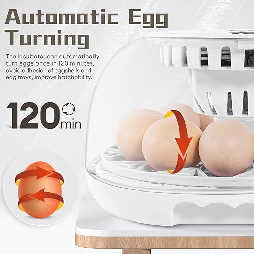 Miniatura 3 de Incubadora de 12 huevos, incubadoras para incubar huevos con giro automático de huevos y control automático de temperatura, huevos de aves de corral