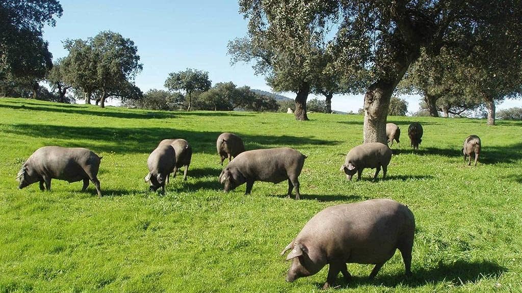 PAN DE CHICHARRÓN CANAL CERDO 2,7 KG
