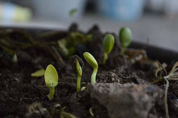 'Super Soil Organic Concentrate