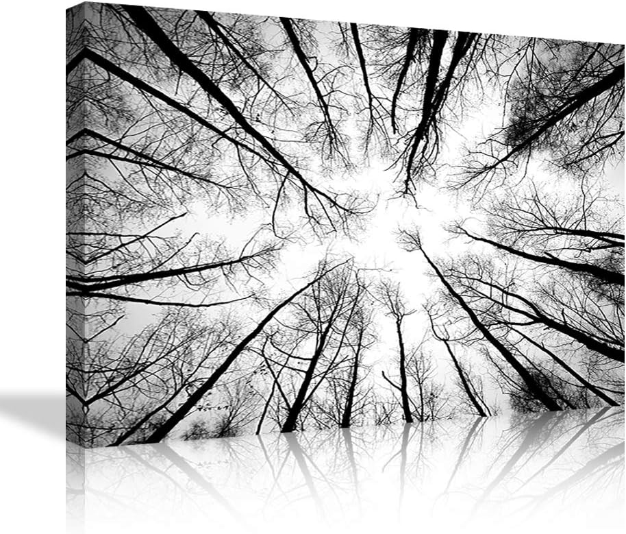 Black and White Forest Canvas Wall Art Low Angle View Aspen