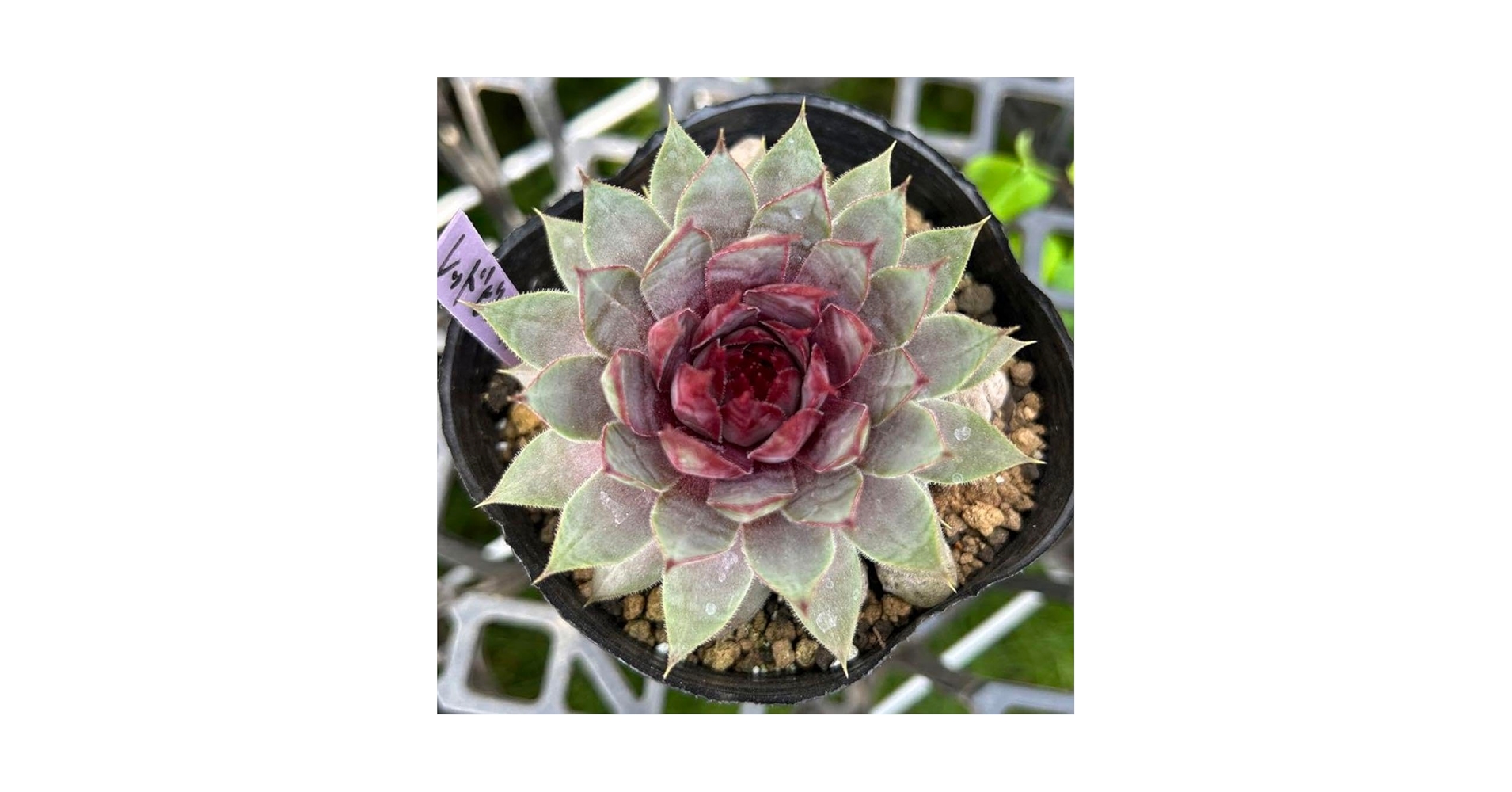 【珍品】多肉植物 硫黄団扇 赤い妖 楽天市場】玉扇鬼岩城 ハオルチア Mサイズ5.5cmポット Haworthia