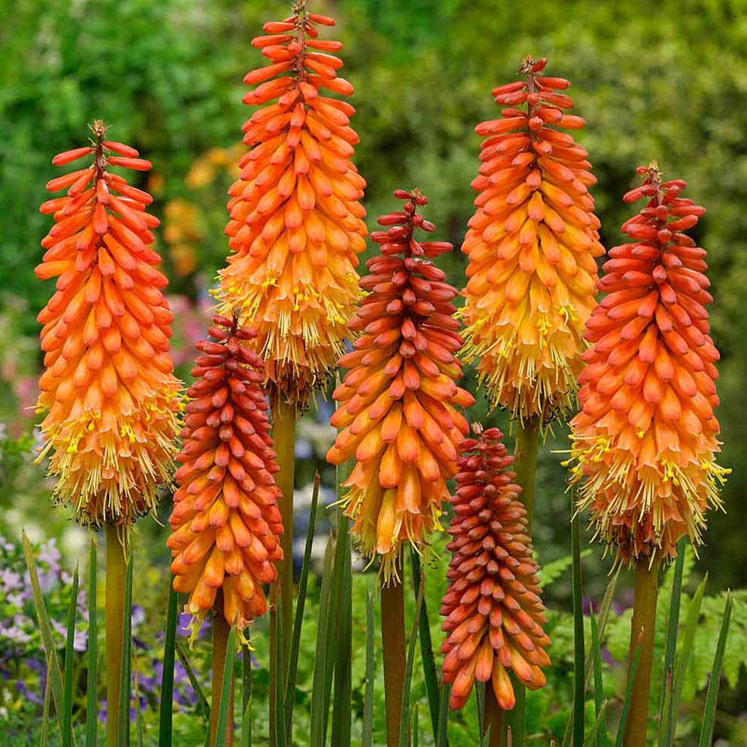 6 x Tritoma 'Alcazar' - Kniphofia 'Alcazar' - Godet 9x9cm - Rouge, persistant, soleil, drainé