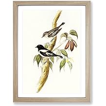 Pied Robin Birds By Elizabeth Gould Vintage Framed Print | A4 Oak Framed Wall Art | Ready to Hang | Classic Animal Picture | Living Room Bedroom Lounge Office