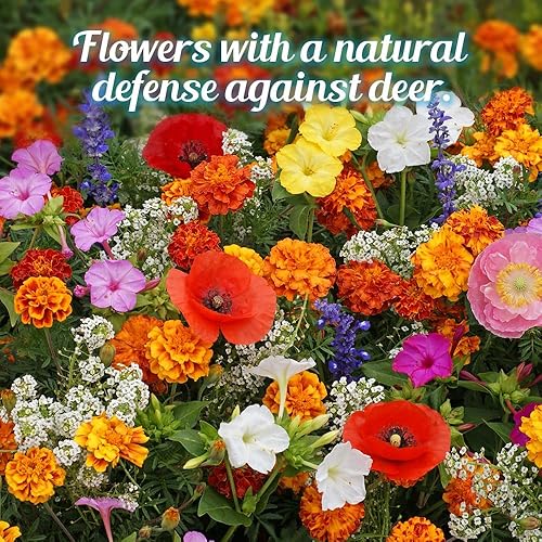 Miniatura 5 de Deer Resistant Wildflower Seeds Bulk Open-Pollinated Wildflower Seed Mix Packet, No Fillers, Annual, Perennial Wildflower Seeds for Planting - 1 oz