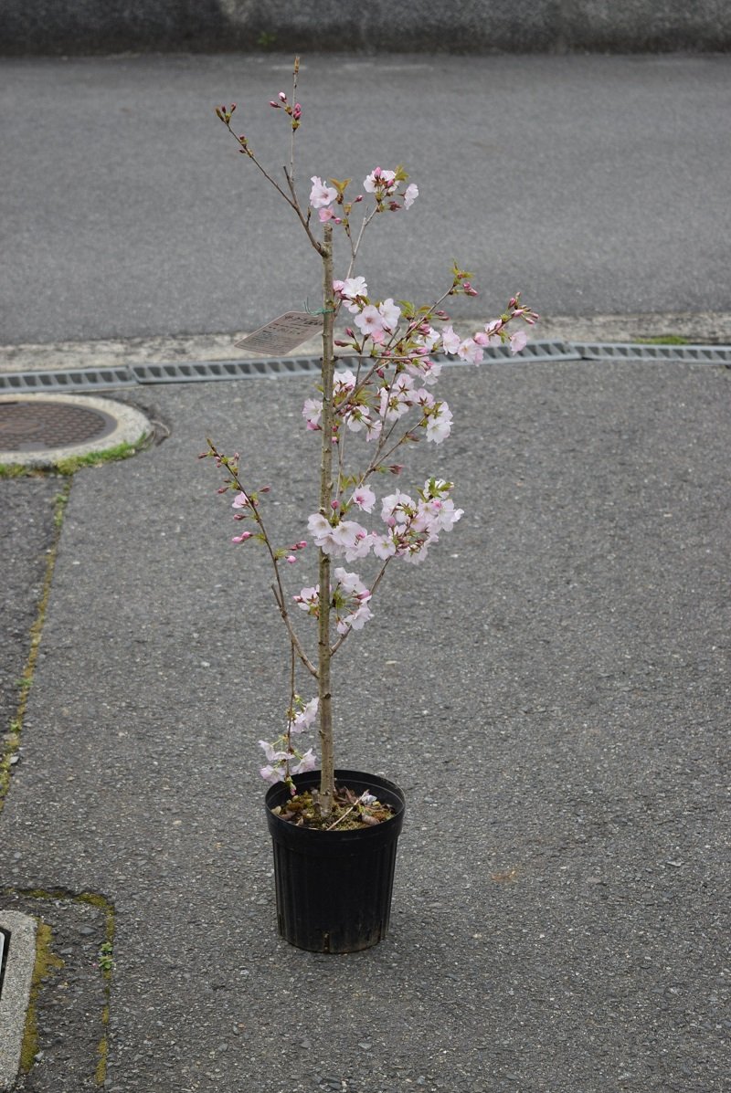 Amazon | 桜の苗 桜苗 御殿場桜苗 植木さくら | 花