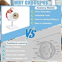 Vista 5 de Modelo de anatomía ocular, modelo de globo ocular ampliado 6X, modelo anatómico de ojo humano para estudiantes de educación científica, exhibición
