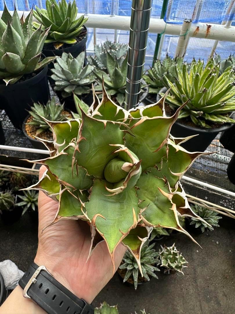 まるさん専用 まるさん専用 まるさま専用 Mさま 専用