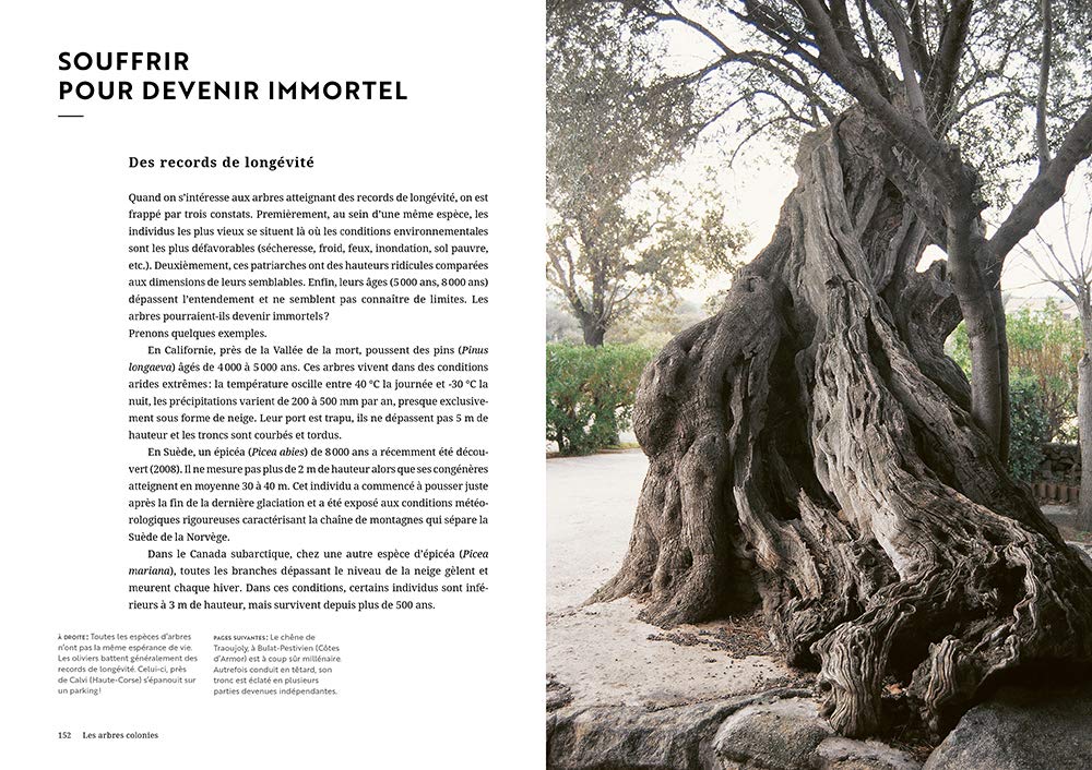 Face aux arbres: Apprendre à les observer pour les comprendre