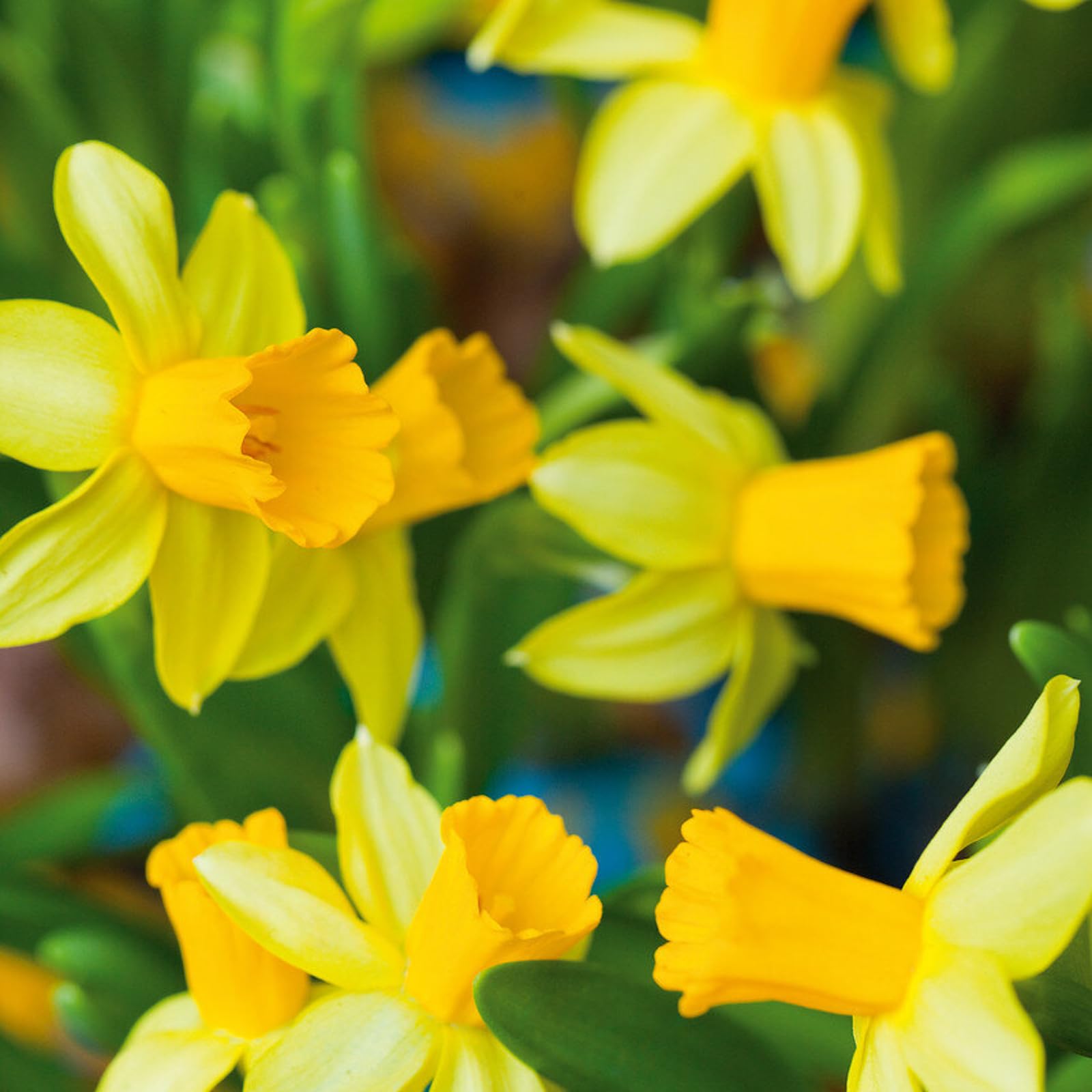 Carbeth Plants 25 x Daffodil Tete a Tete Spring Bulbs