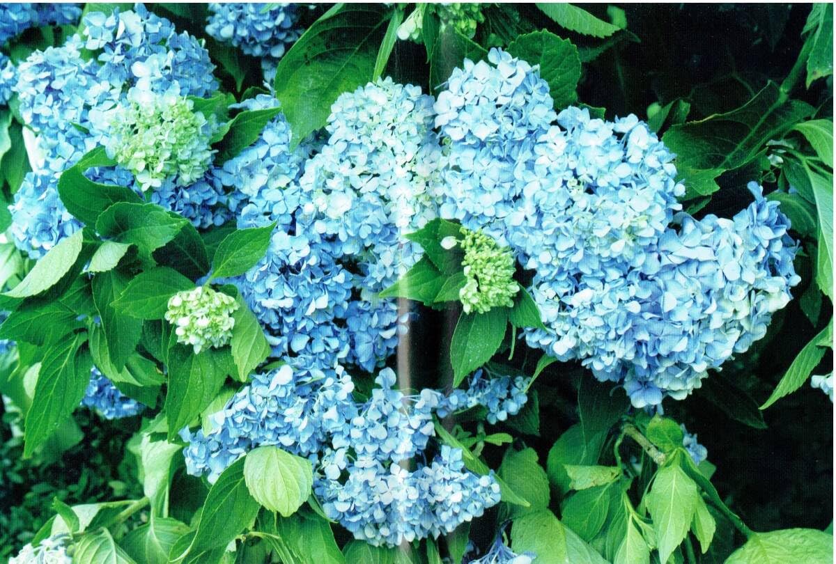 いま,会いにゆきます スタンダード・エディション('04「いま,会いにゆきます… Amazon.co.jp: いま、会いにゆきます スタンダード