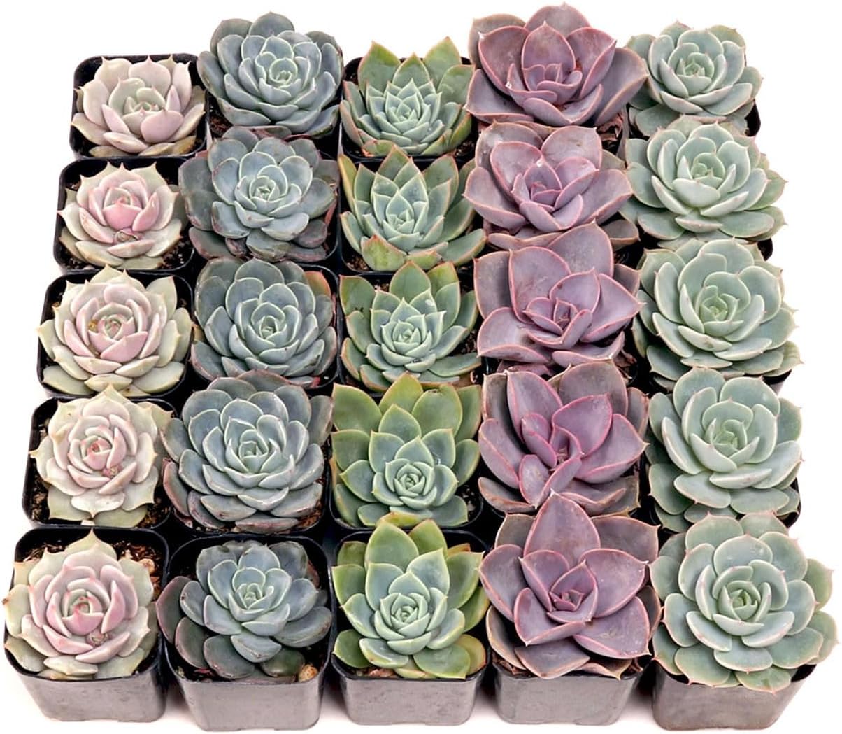 Mountain Crest Gardens Echeveria Succulent Bulk Pack - 25 Live Rosette Plants, 5 Each of 5 Varieties, Rooted in 2 Inch Pots - Succulents for Arrangements, Decor & DIY Projects