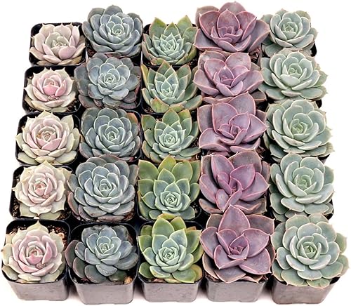 Mountain Crest Gardens Echeveria - Paquete de suculentas a granel  25 plantas de roseta vivas, 5 de cada una de 5 variedades, enraizadas en macetas