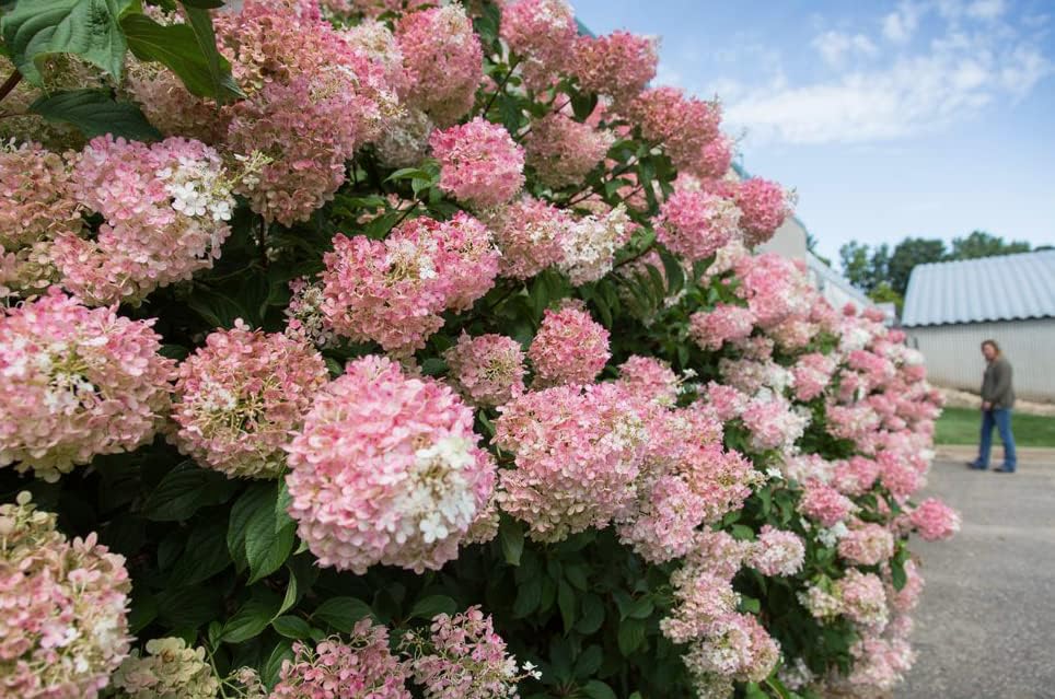 Vanilla Strawberry Hydrangea PP 20670 (3 Gallon)