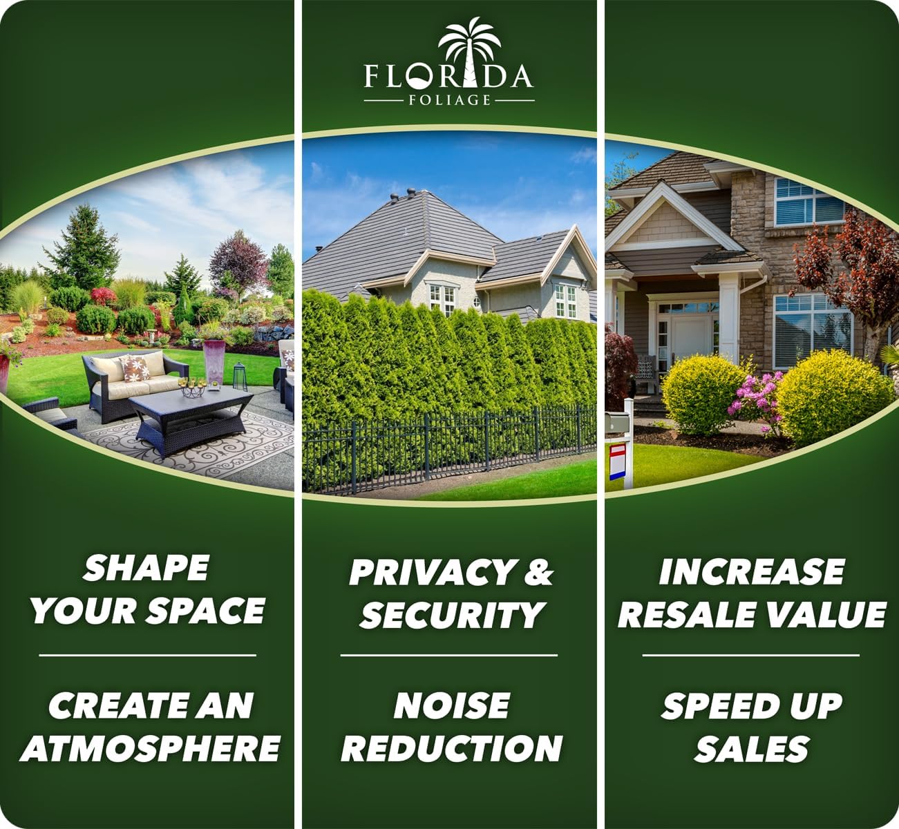 Agapanthus Africans Blue | 3 Extra Large 3 Gallon Plants | Vibrant & Hardy Perennial, Lush, Ornamental Plant with Brilliant Blue Blooms, Ideal for Borders, Containers & Landscape Accents