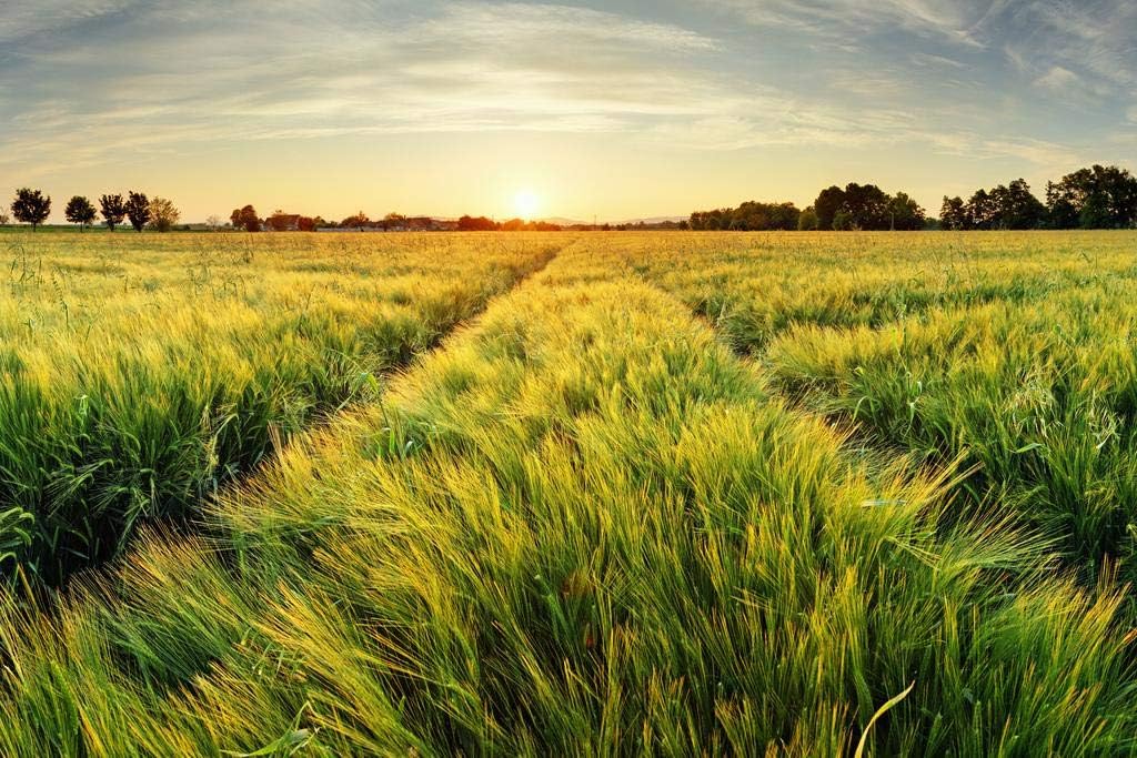 Springtime Rural Farm Landscape With Wheat Field At Sunset Cool Wall Art Print Poster 36x24