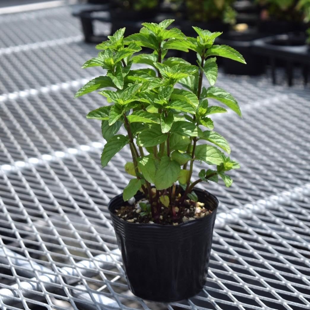 ユッカロストラータ　36苗 鉢のまま発送 ユッカ ロストラータ 36苗 鉢のまま発送 ユッカ ロストラータ 50