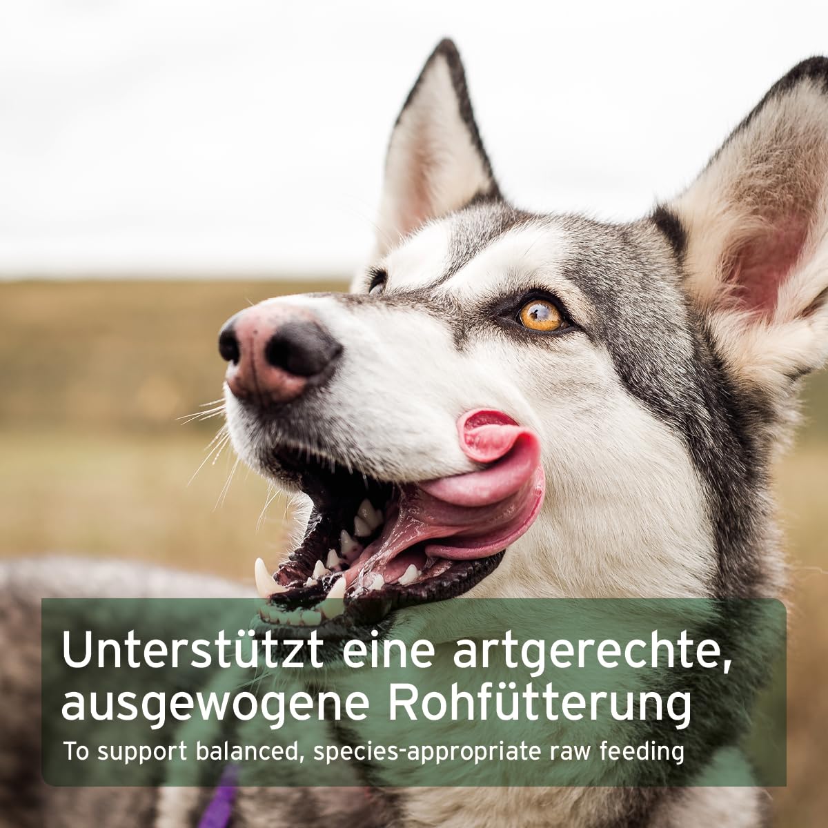 AniForte Barf-Öl Set 3 je 500ml Bio Hanfsamenöl, Lachsöl & Leinöl für Hunde & Katzen – Barf Zusatz Öle, kaltgepresst & natürlich ohne Zusätze, Barföl reich an Omega 3 & 6 Fettsäuren, Futter Zusatz