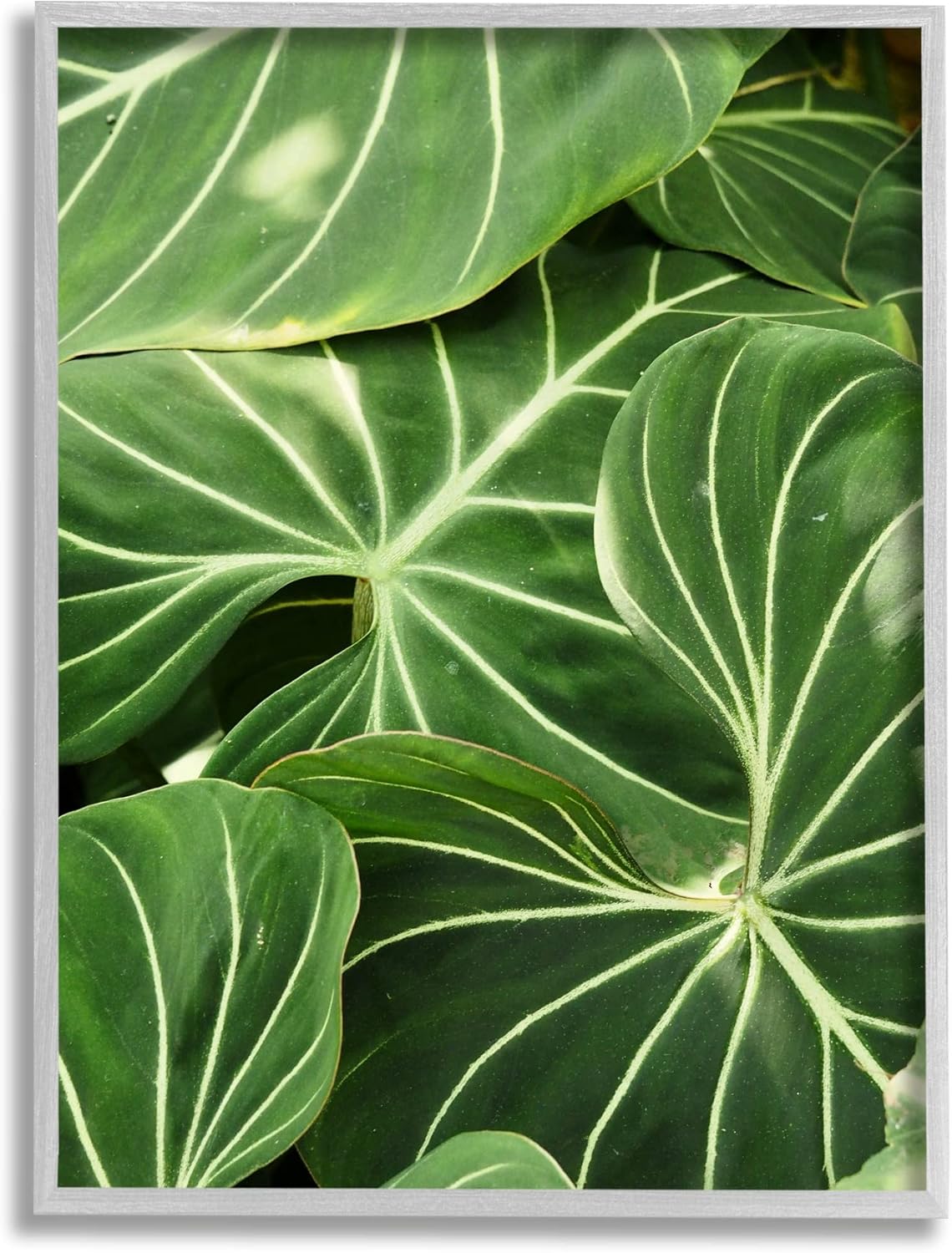 Stupell Industries Lush Green Leaves Vegetation Tropical Plant Photography, Design by Gail Peck