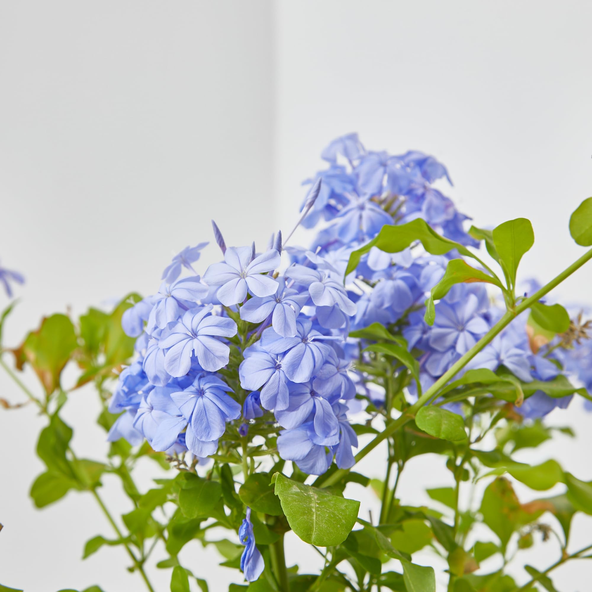 Verdecora Jazmín Azul | Planta natural de exterior en maceta de 3L | Plumbago Azul - Plumbago del Cabo - Jazmín del Cielo | Planta trepadora | Planta natural de exterior con flor |