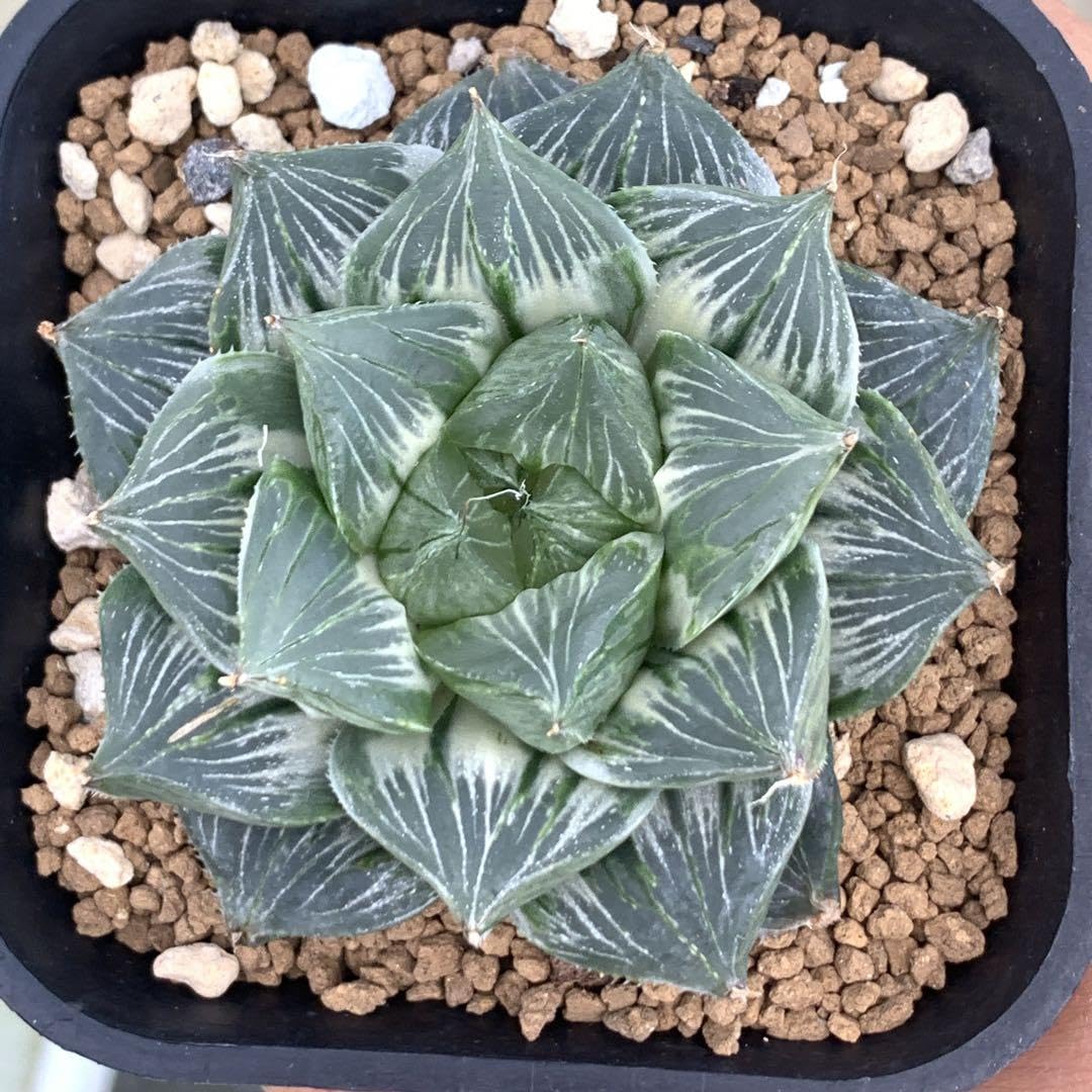 ハオルチア 三仙寿錦 ハオルチア 三仙寿錦 | mocono_plants