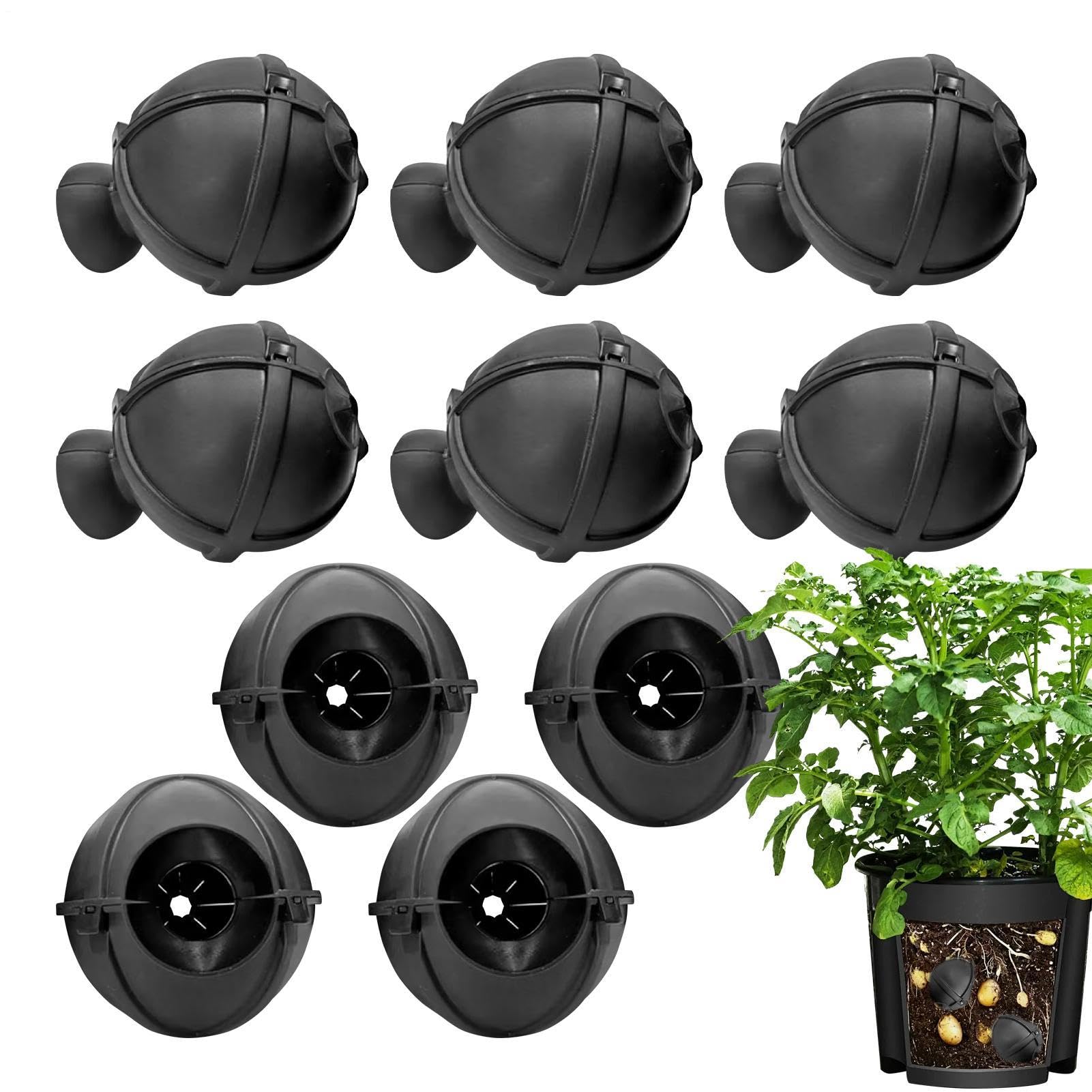 Bolas de injerto grandes para evitar que tus esquejes se sequen al clonar plantas