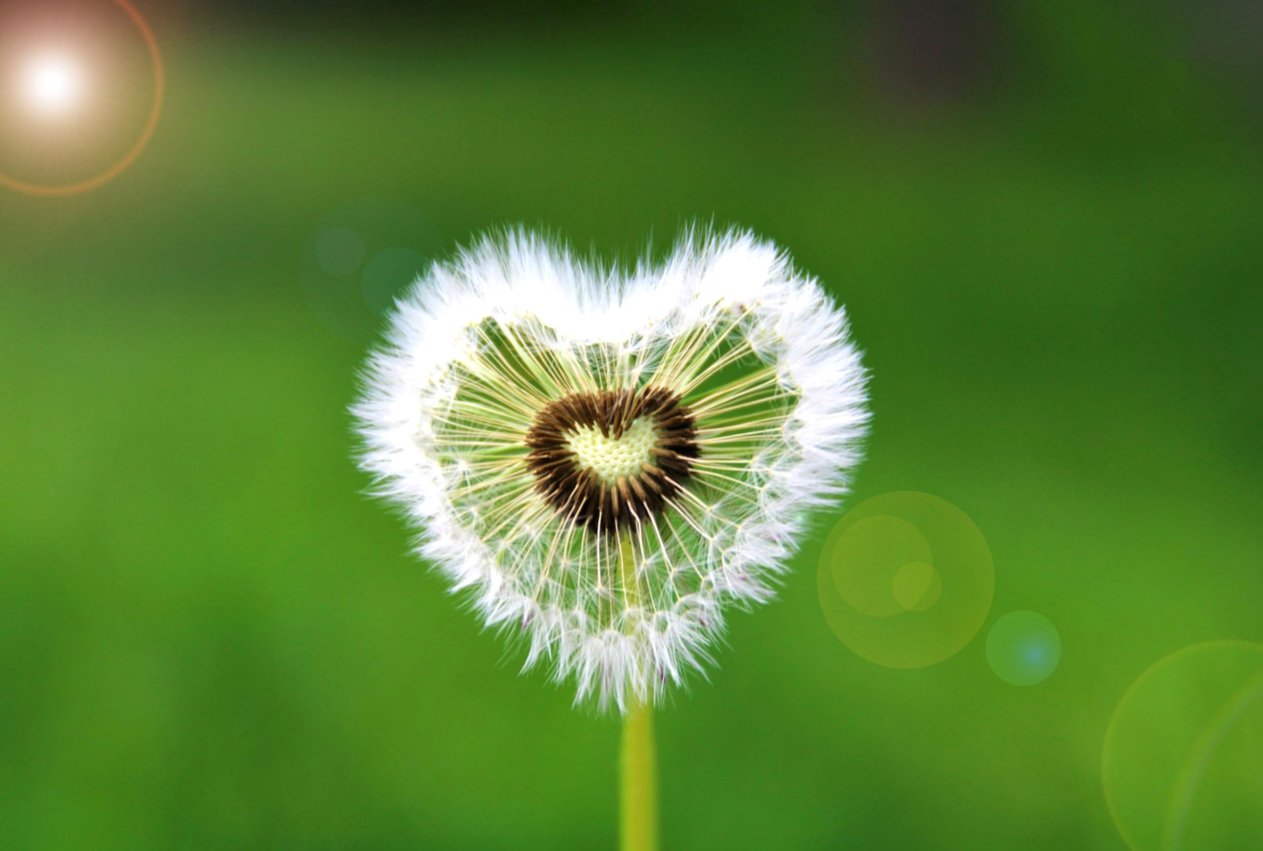 Löwenzahn (Taraxacum officinale) Samen. Pusteblume, Hasenfutter, Heilpflanze (200000 Samen = 110,0g)