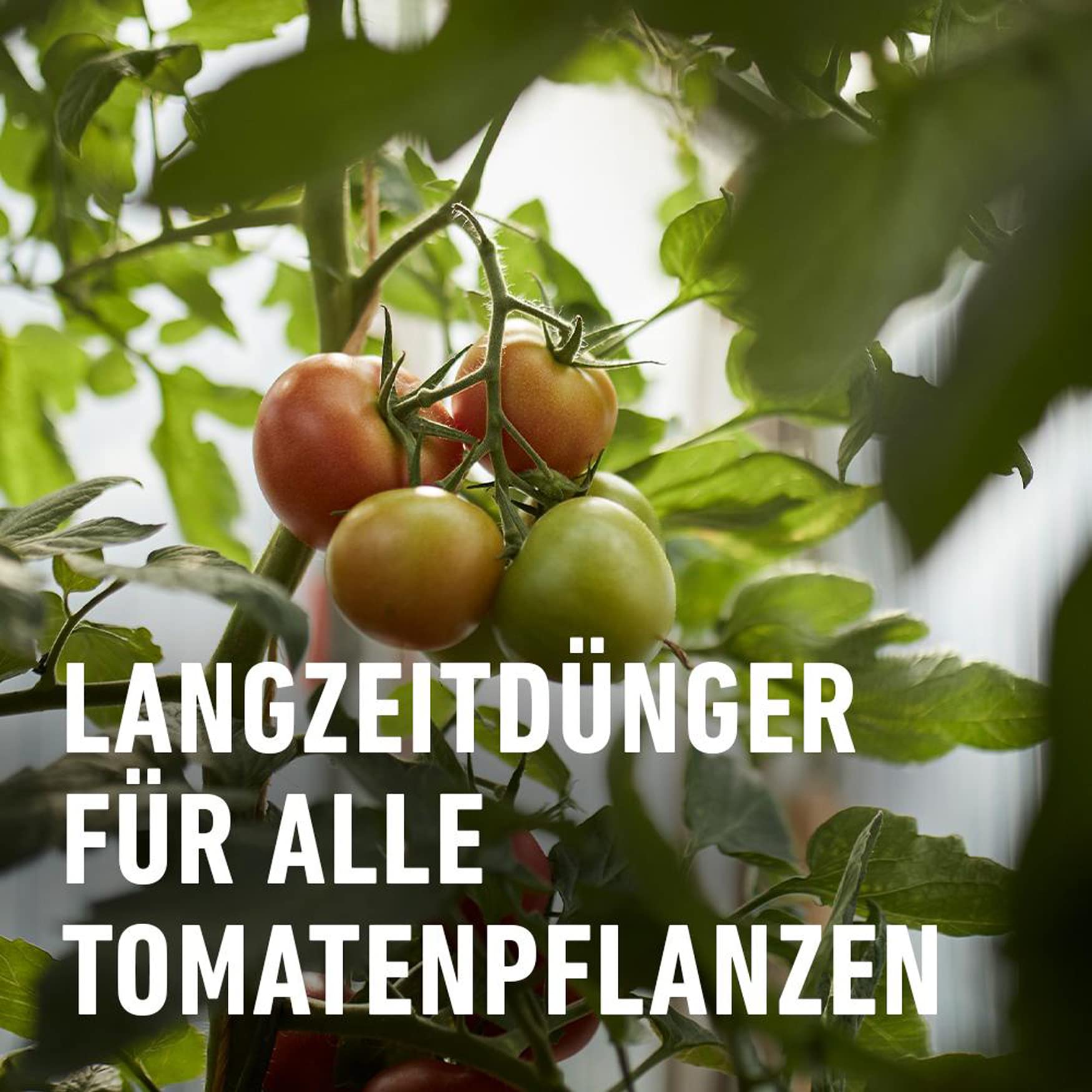 COMPO Tomaten Langzeit-Dünger für alle Arten von Tomaten, 6 Monate Langzeitwirkung, 2 kg, 33m²