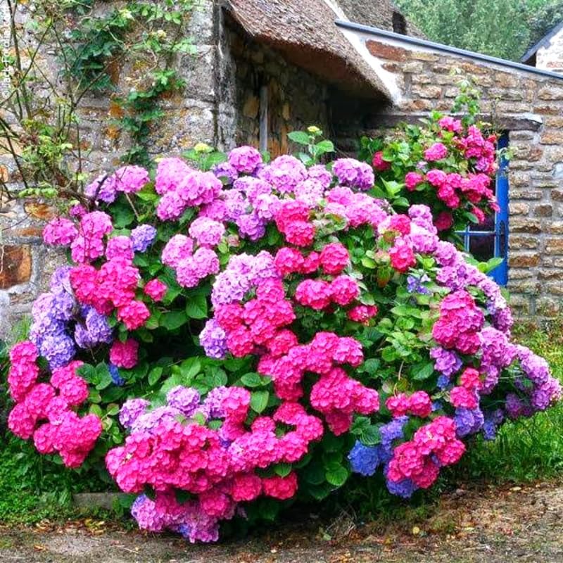Change Color Hydrangea Live Plant in 2.5 Inch Pot, Hydrangea Trees Shrub Bush Perennial Outdoor Planting (Pink Red Bigleaf)