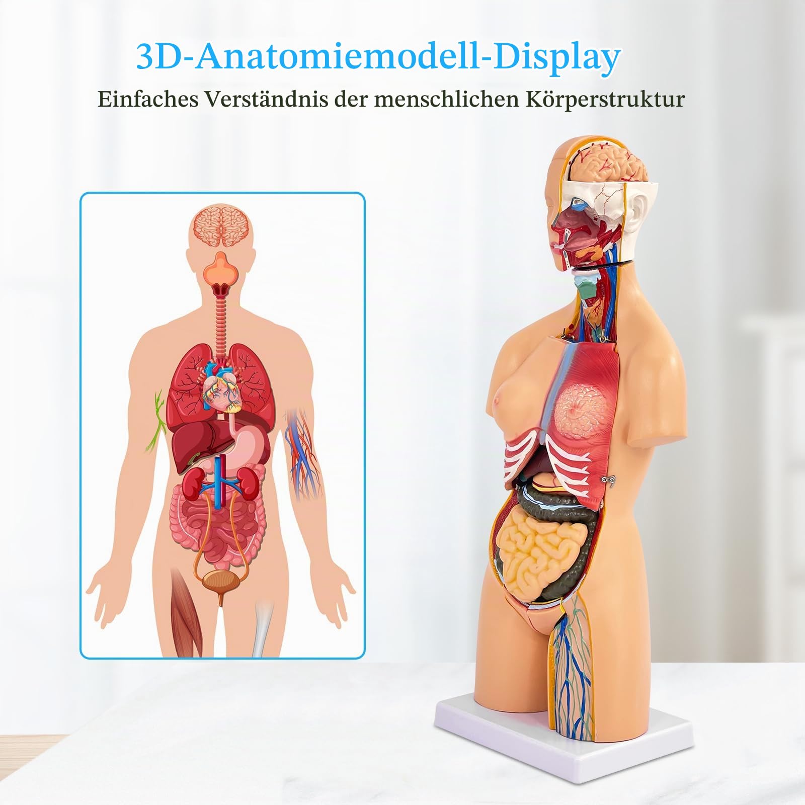 55cm Unisex Torso Anatomie Modell PVC Menschlicher Körper Modell Anatomie Modell Torso mit 21 Abnehmbaren Inneren Organen, Für Schule Unterricht Lernen