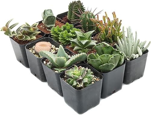 Miniatura 2 de Mountain Crest Gardens Paquete de suculentas raras y únicas 12 plantas vivas, sin repeticiones, enraizadas en macetas de 2 pulgadas, suculentas
