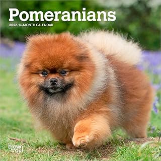 ポメラニアン 2026年 ミニカレンダー / ブラウントラウト 輸入版 壁掛け 17.8 x 35.6 cm (Pomeranians Calendar)