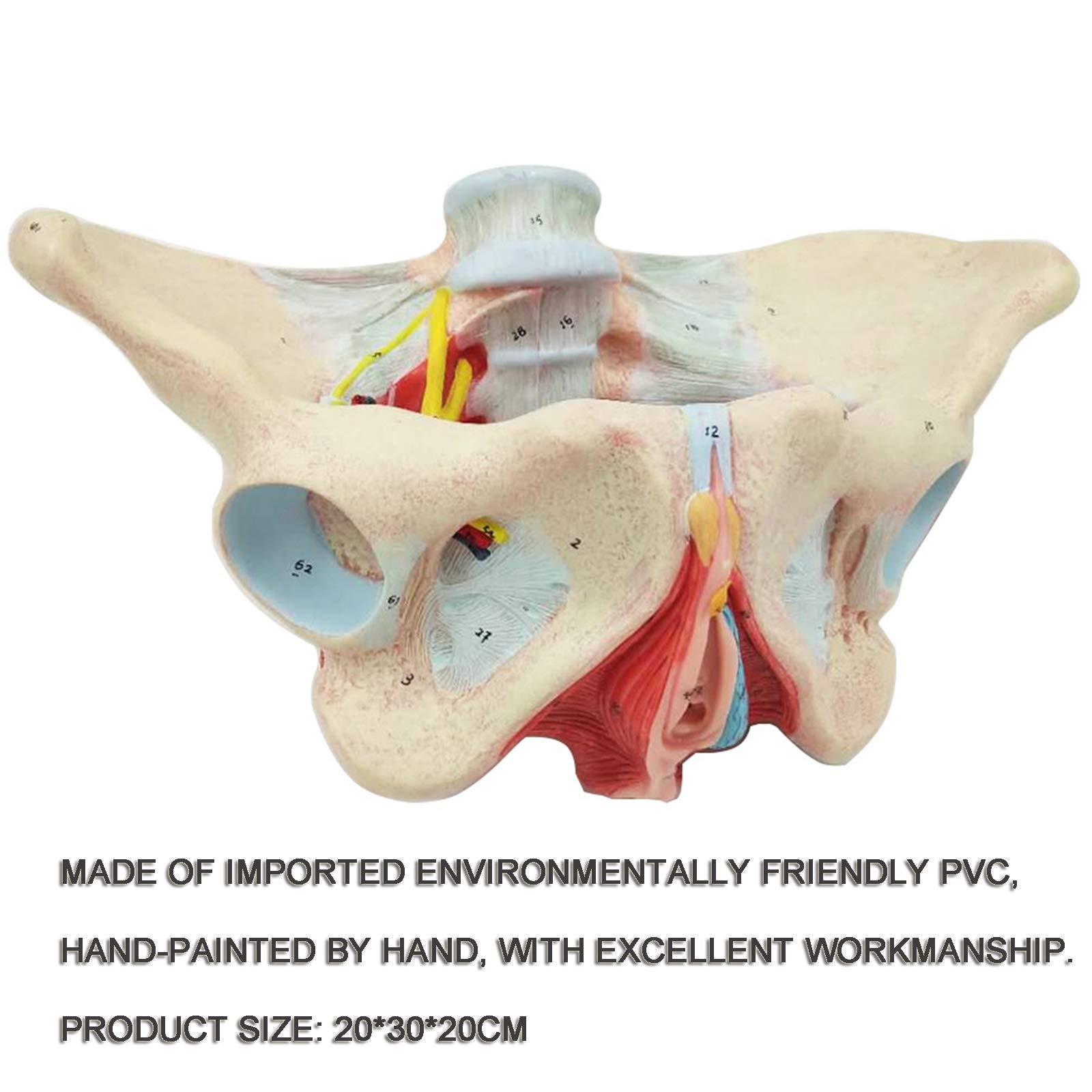 女性型骨盤、骨盤底および会陰のモデル取り外し可能な内臓器官付き 女性骨盤，内臓・骨盤底筋付，6分解モデル | 日本スリービー