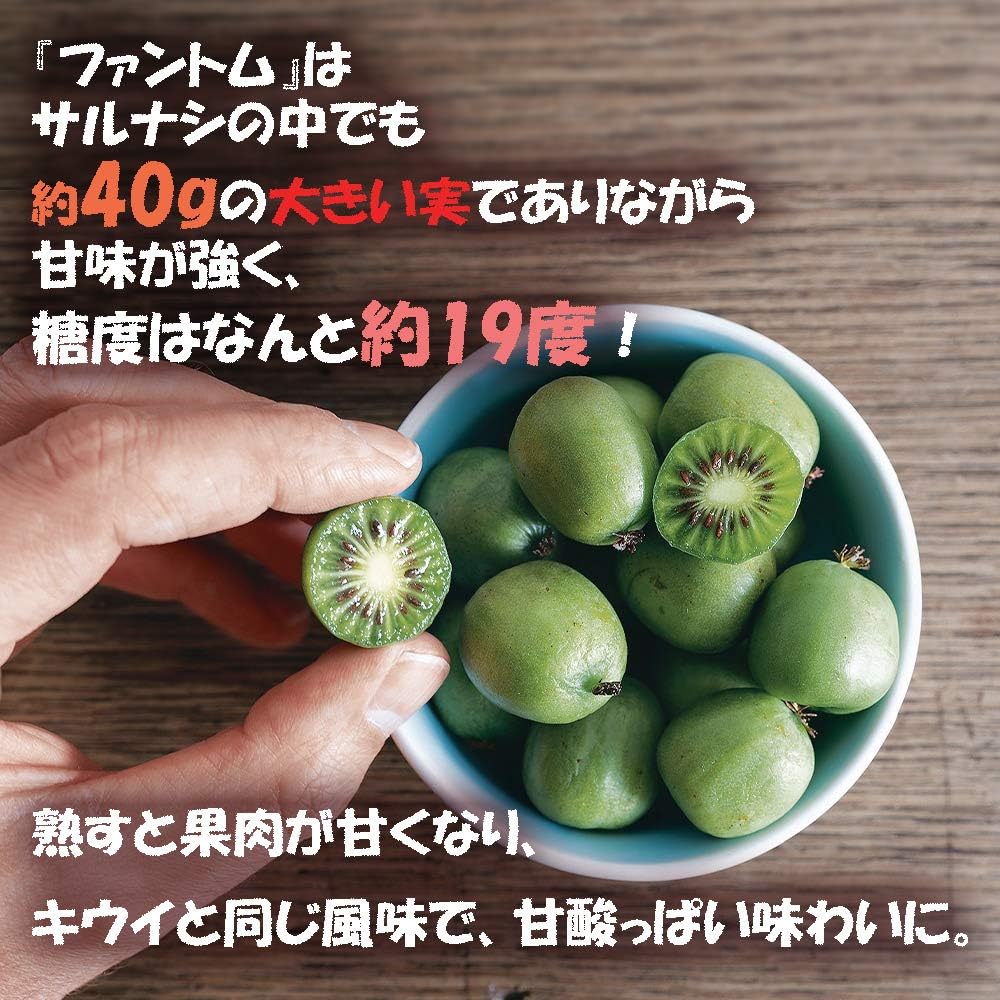 Amazon Co Jp ベビーキウイ ファントム 果樹苗 9cmポット 2個セット 1本で実が成り 耐寒耐暑性が高く極甘 皮つきでツルッと食べられるサルナシ品種 鉢植えなのでほぼ年中植付け可能 Diy 工具 ガーデン
