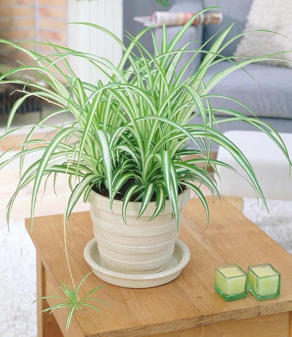 Grnlilie Samen 160 Stck - Pflegeleichte Zimmerpflanze Fr Balkon,  Wohnzimmer & Garten