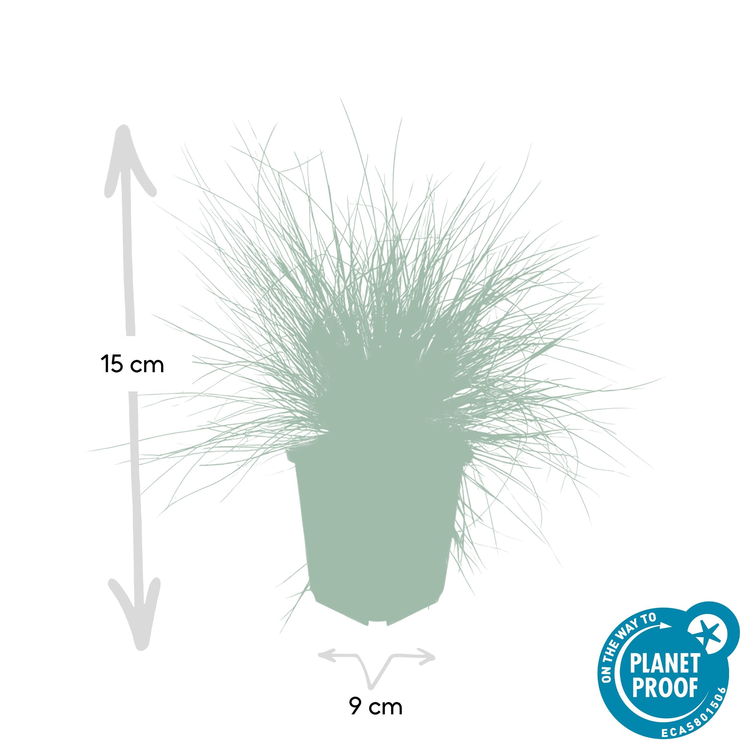 Festuca glauca 'Elijah Bleu' | 12 stuks - 10-25cm - Ø9cm - Pianta da giardino
