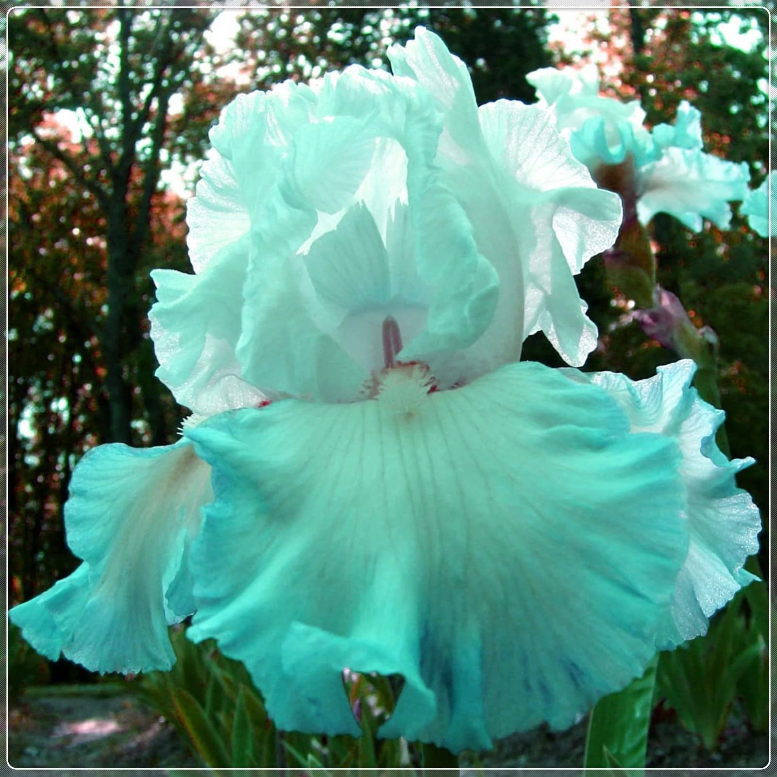 Iris Bulbs for Planting Now UK,Plant Bulbs,Cut Flowers,Garden Flowers,Iris Bulbs,Wedding Flowers,Hardy Perennial,Strong Plants That Grow Well-4Bulbs-G